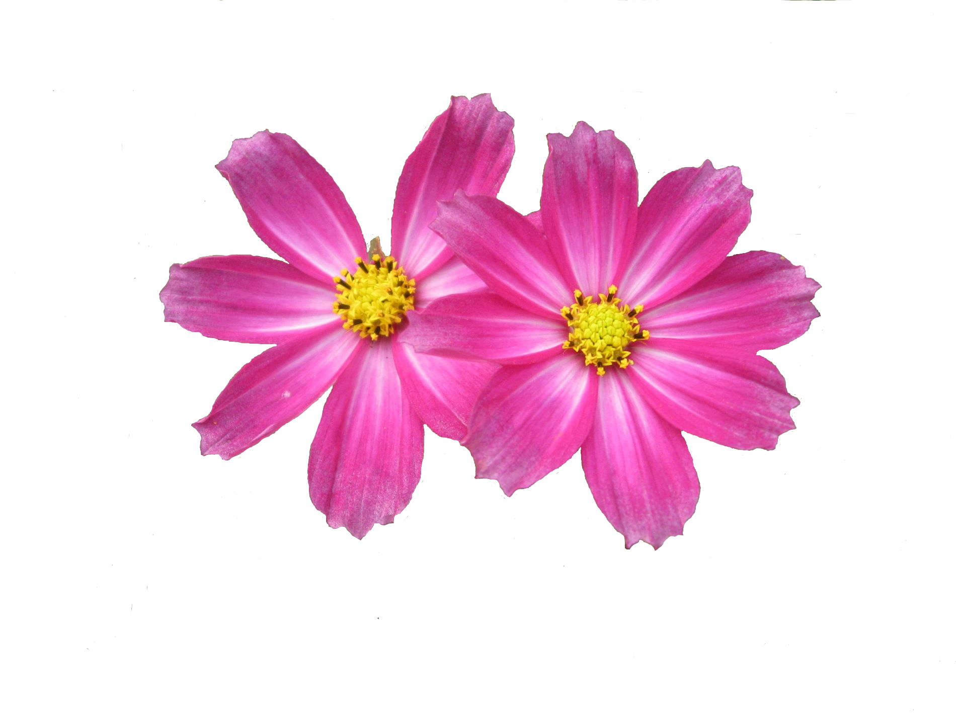 flower clipart hd - photo #39